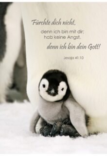 Postkarte Jahreslosung 2027 – Pinguin